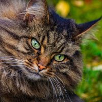 Katt