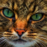 Katt